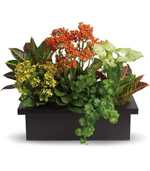 Blooming Plant Assortment from Schultz Florists, flower delivery in Chicago